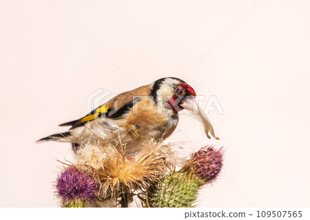 European goldfinch, feeding on the seeds of thistles. Carduelis carduelis. European goldfinch, feeding on the seeds of thistles. Carduelis carduelis. 109507565