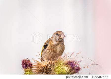 European goldfinch with juvenile plumage, feeding on the seeds of thistles. Carduelis carduelis. European goldfinch with juvenile plumage, feeding on the seeds of thistles. Carduelis carduelis. 109507566