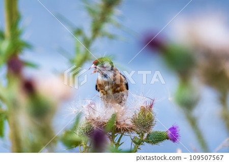 European goldfinch, feeding on the seeds of thistles. Carduelis carduelis. 109507567