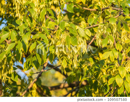 Close up of seeds of the ash, or European ash or common ash, Fraxinus excelsior. 109507580
