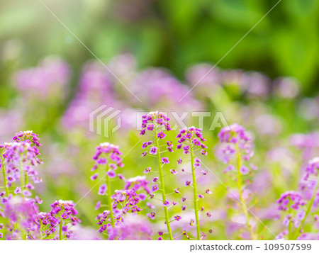 Verbena bonariensis flowers, Argentinian Vervain or Purpletop Vervain, Clustertop Vervain, Tall Verbena, Pretty Verbena, in garden Verbena bonariensis flowers, Argentinian Vervain or Purpletop Vervain, Clustertop Vervain, Tall Verbena, Pretty Verbena, in garden 109507599