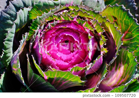 Leaf peony Leaf peony 109507720