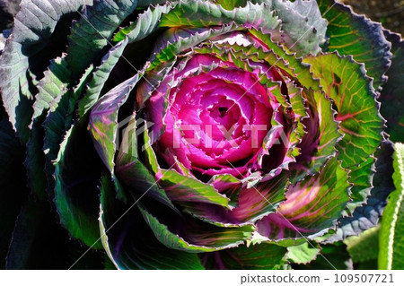 葉牡丹 葉牡丹 109507721