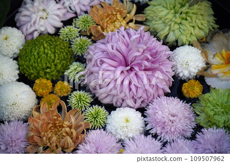 噴媽媽花手水 噴媽媽花手水 109507962
