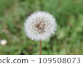 蒲公英 109508073