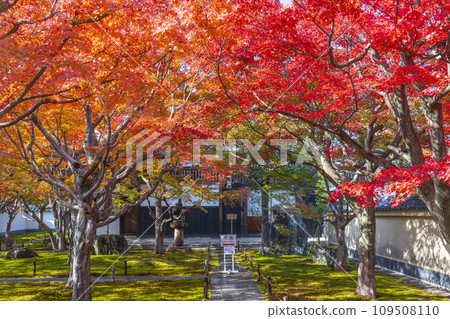 Kyoto in autumn, Daitokuji sub-temple, Obai-in, front garden covered in autumn leaves 109508110