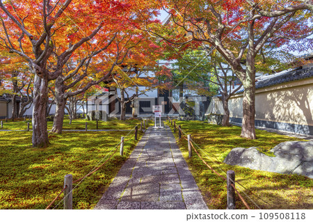 Kyoto in autumn, Daitokuji sub-temple, Obai-in, front garden covered in autumn leaves 109508118