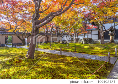 秋天的京都，大德寺，禦梅院，前花園覆蓋著秋葉 109508121