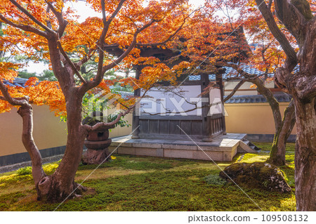 Kyoto in autumn, Daitokuji sub-temple, Obai-in, bell tower covered in autumn leaves Kyoto in autumn, Daitokuji sub-temple, Obai-in, bell tower covered in autumn leaves 109508132