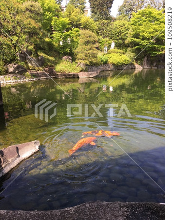 Carp swimming in the spring Mejiro Garden pond 109508219