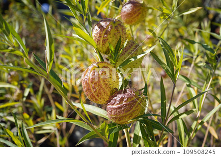 未來的水果 109508245