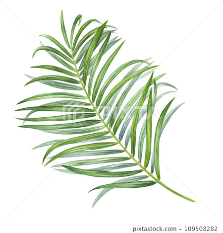 Palm Leaf Watercolor botanical illustration. Hand drawn clip art on isolated background. Tropical exotic plant painting. Drawing of green foliage coconut. Nature sketch for summer prints 109508282