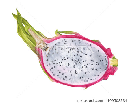 Dragon Fruit Watercolor botanical illustration. Hand drawn clip art on isolated background. Tropical exotic Pitaya painting. Drawing of sweet food. Half Pitahaya with white pulp Dragon Fruit Watercolor botanical illustration. Hand drawn clip art on isolated background. Tropical exotic Pitaya painting. Drawing of sweet food. Half Pitahaya with white pulp 109508284