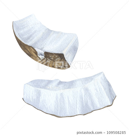 Coconut Slices. Watercolor botanical illustration. Hand drawn clip art on isolated background. Tropical exotic Fruit painting. Drawing of sweet food. A set of pieces of nut pulp 109508285