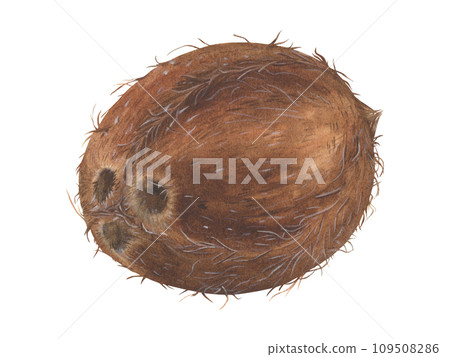 Coconut Watercolor botanical illustration. Hand drawn clip art on isolated background. Tropical Fruit painting. Drawing of sweet food. Exotic nut for prints and stickers. Realistic single object Coconut Watercolor botanical illustration. Hand drawn clip art on isolated background. Tropical Fruit painting. Drawing of sweet food. Exotic nut for prints and stickers. Realistic single object 109508286