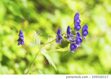 附子 附子 109508317