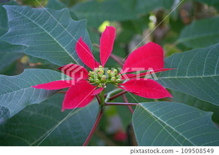 poinsettia flowers and bracts 109508549