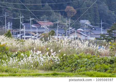 Scenery along the railroad line lined with pampas grass Yazu Town, Tottori Prefecture Scenery along the railroad line lined with pampas grass Yazu Town, Tottori Prefecture 109508597