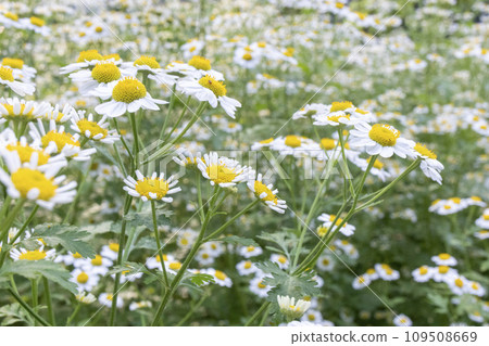 洋甘菊花 109508669