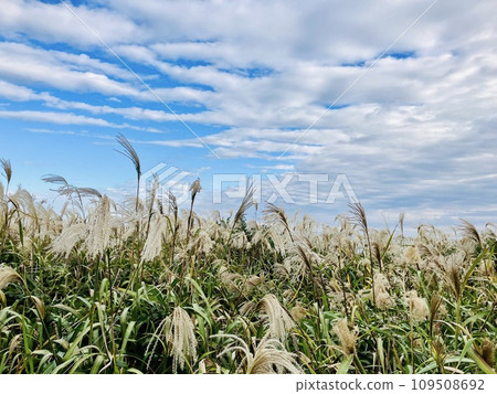 Japanese pampas grass_Inubosaki in autumn, where pampas grass sways in the sea breeze 109508692
