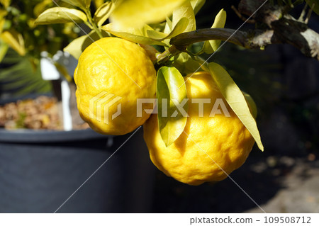 Shishiyuzu fruit 109508712