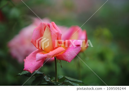 Arao City Ominous Citizen Flower Bed Rose Flower, 109509244