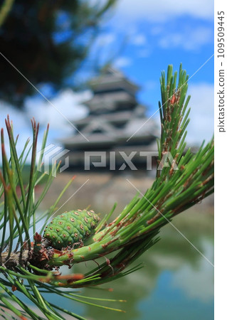 Pine cones with the summer blue sky and Matsumoto Castle in the background (Matsumoto City, Nagano Prefecture, Japan) 109509445