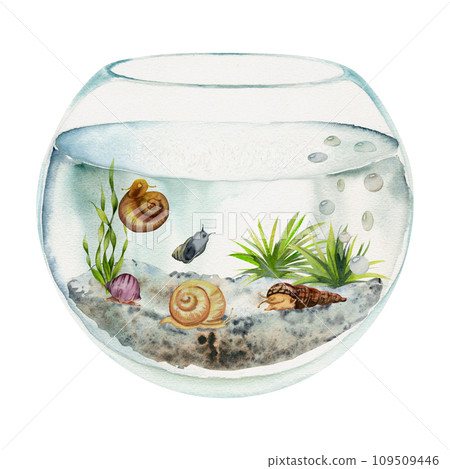 Hand drawn watercolor aquarium fish, algae, bog wood in round fishbowl. Marine exotic underwater illustration. Isolated on white background. Design for shops, brochure, print, card, wall art, textile. 109509446