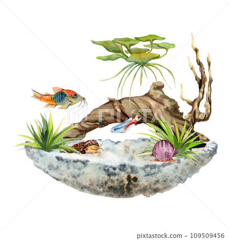 Hand drawn watercolor aquarium fish, algae, sealife with bog wood. Marine exotic underwater illustration. Isolated on white background. Design for shops, brochure, print, card, wall art, textile. Hand drawn watercolor aquarium fish, algae, sealife with bog wood. Marine exotic underwater illustration. Isolated on white background. Design for shops, brochure, print, card, wall art, textile. 109509456