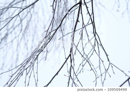 Frozen iced tree branches and leaves during foggy cold day. Macro closeup view. Icy twigs, grass covered by snow against winter forest. Plants in the wood at wet frosty weather. Nature landscape video 109509499