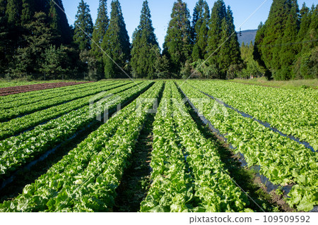Iida plateau lettuce field 109509592