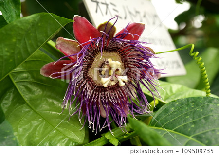 Flower of Omino Passiflora 109509735