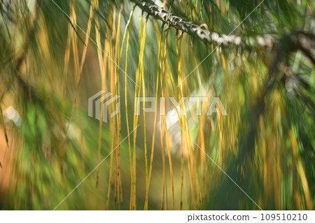 針葉樹和松樹的黃葉（秋葉） 109510210