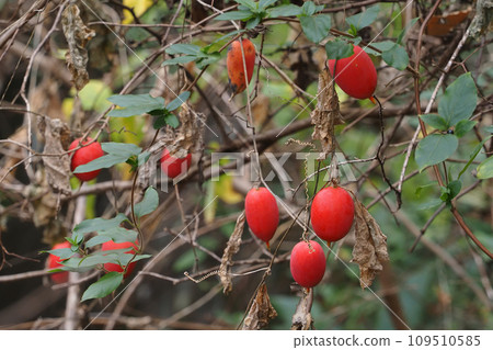 Fruit of cauliflower 109510585