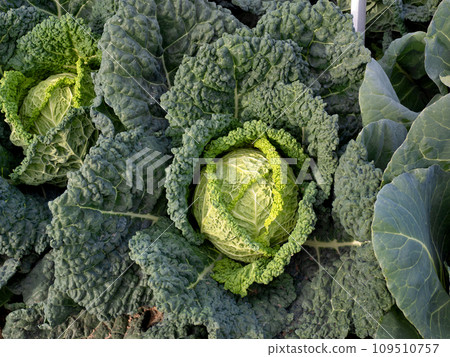 高麗菜的種植 109510757