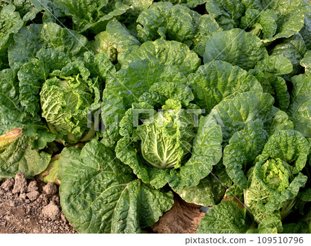 大白菜的種植 109510796
