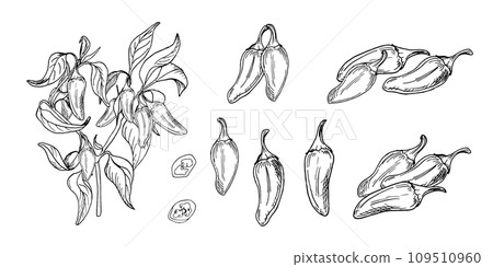 Bush of jalapeno green hot peppers vector illustration isolated on white background. Chili pepper hand drawn ink. Hot pepper plant black white graphic. Design element for wrapping, menu, package 109510960