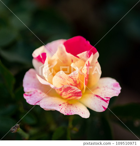花園裡盛開的冬玫瑰 花園裡盛開的冬玫瑰 109510971