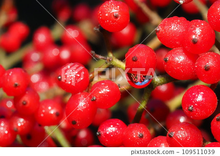 Water droplets on viburnum fruit Water droplets on viburnum fruit 109511039