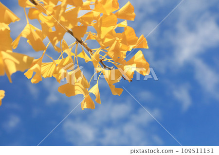 Ginkgo biloba in the blue sky 109511131