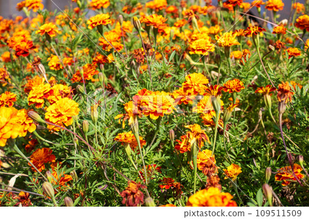 Orange daisy flowers in a flower bed Orange daisy flowers in a flower bed 109511509