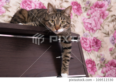Gray kitten with a curious look closeup 109511530