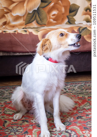 Funny white dog yawning at home closeup 109511531