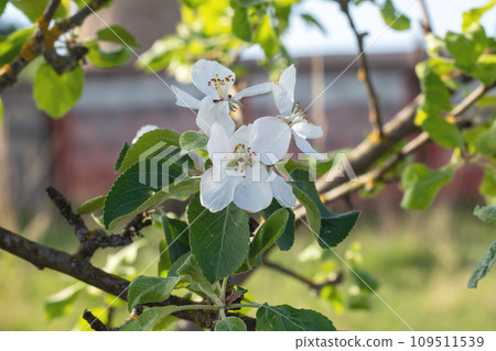 White flowers on branches of apple tree White flowers on branches of apple tree 109511539
