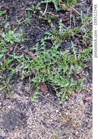 Young green blades of grass close up 109511548