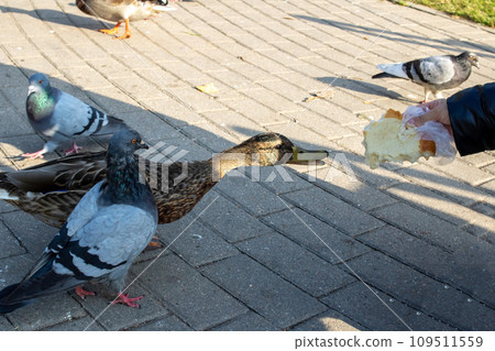 A girl feeds pigeons from her hands A girl feeds pigeons from her hands 109511559