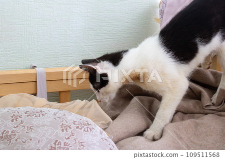 Black and white Kitten on bed close-up Black and white Kitten on bed close-up 109511568