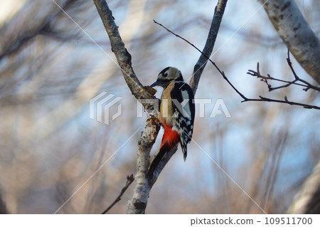 2023 12 08 Akagera Miyaoka Park 109511700