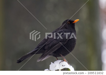 Blackbird Turdus merula in close view Blackbird Turdus merula in close view 109511832