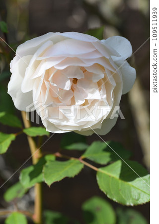 Rose (Grus an Aachen) 109511939